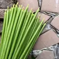 Лаймовые свечи из пчелиного воска (10 штук)